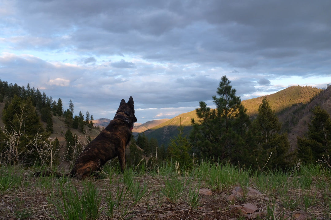 Horizonal Happiness: The Enemy of Real Training Culture