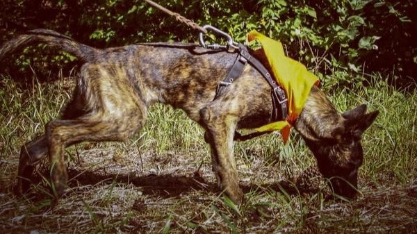 Let Your Dog Breathe: Why Tracking is the Canine Version of Yoga