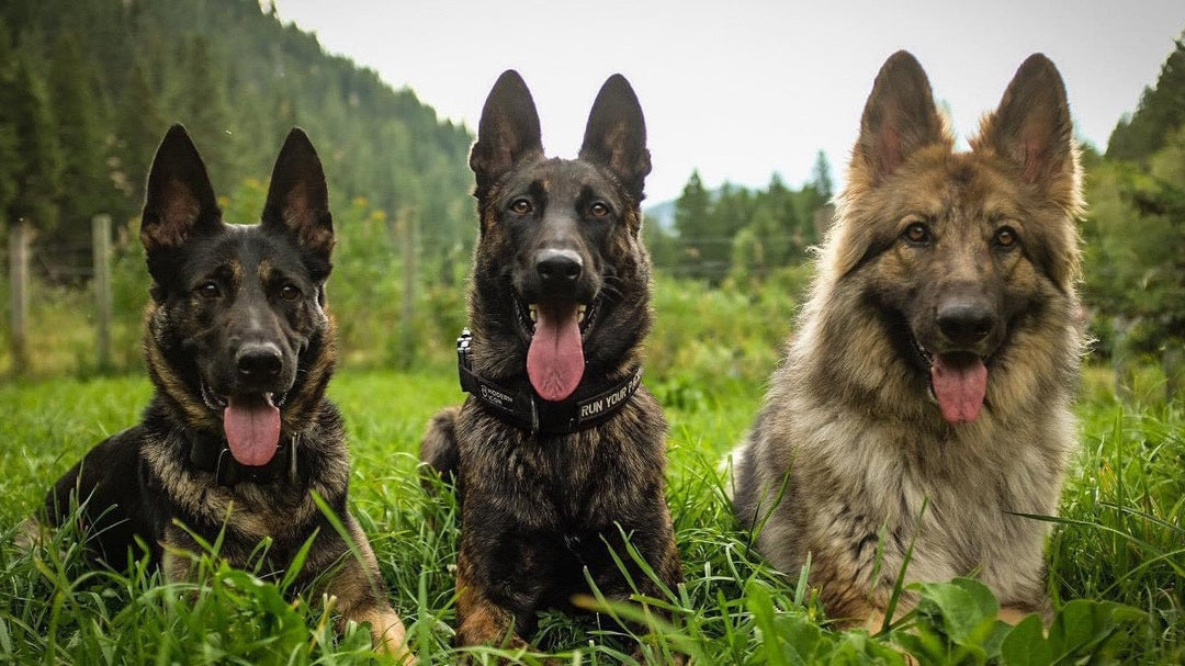 Building an Active, Confident Dog: A Practical Training Blueprint