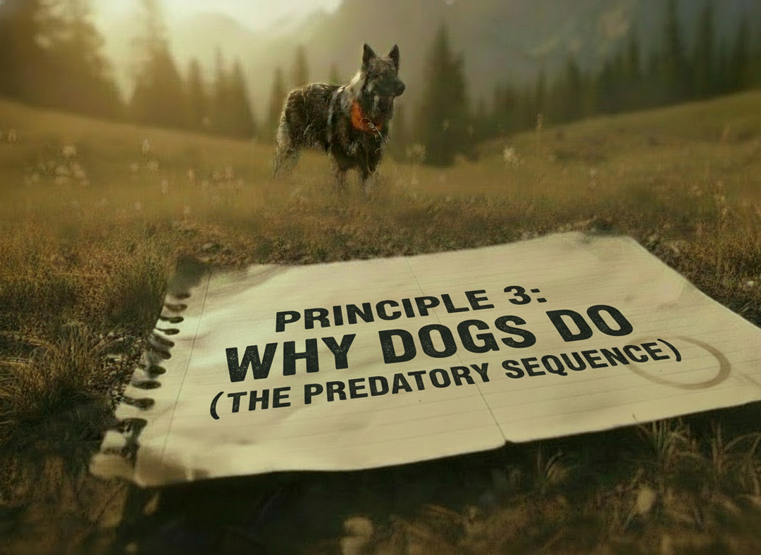 Principle 3: Why Dogs Do (The Predatory Sequence)