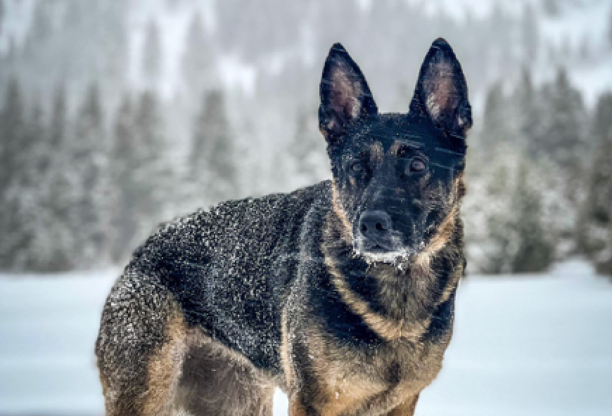 Training Advice for the Chronically Overwhelmed