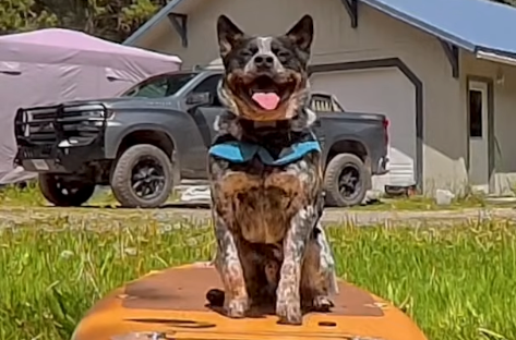Paddleboard Adventure: Free Shaping the Board