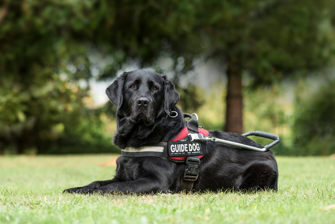Training a Service Dog: Definition, Standards, and the Work It Actually Takes