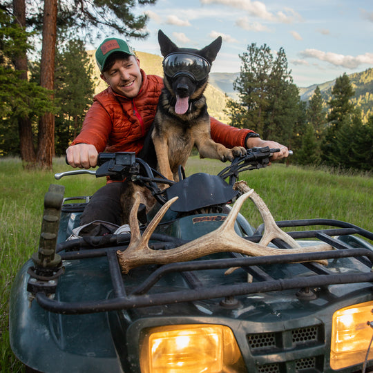 Shed Hunting 101: Train Your Dog to Find Antlers
