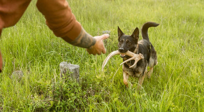 Shed Hunting 101: Train Your Dog to Find Antlers