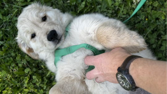 Puppy Training Essentials