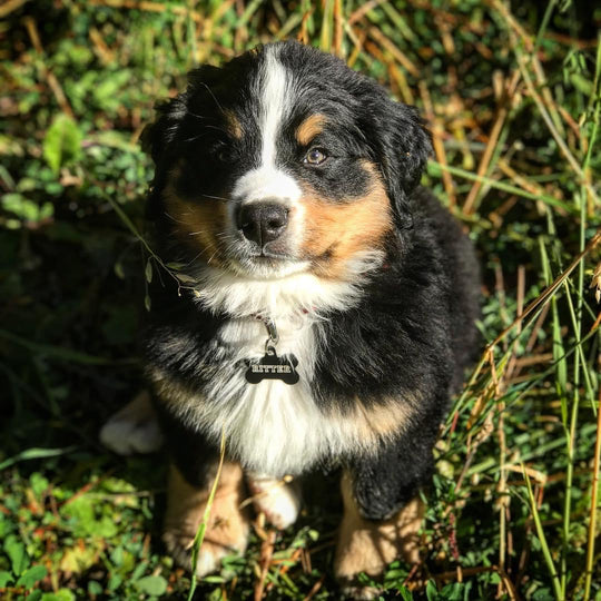 Puppy Training Essentials