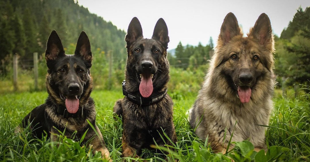 Foundational On Leash Obedience NePoPo® Style