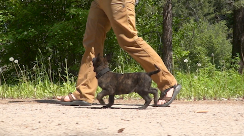 Puppy Training Essentials