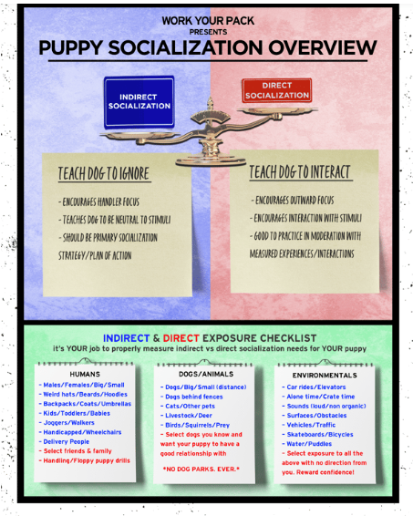 Puppy Training Essentials