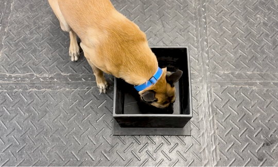Dopamine Box Dog Training: Build Engagement, Focus & Drive