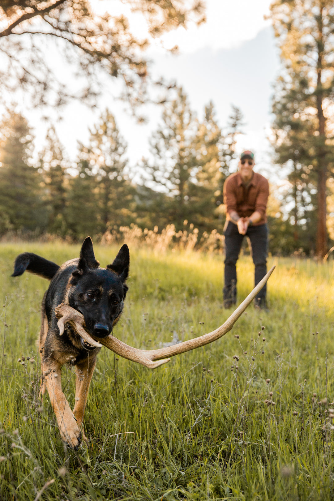 Shed Hunting 101: Train Your Dog to Find Antlers