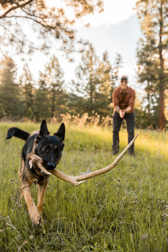 Shed Hunting 101: Train Your Dog to Find Antlers