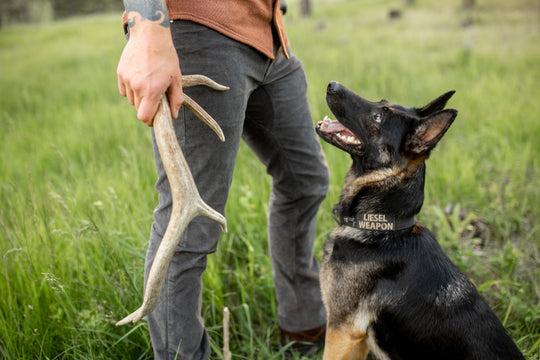 Shed Hunting 101: Train Your Dog to Find Antlers