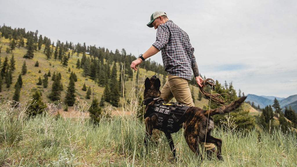 Advanced Off Leash Obedience – Work Your Pack