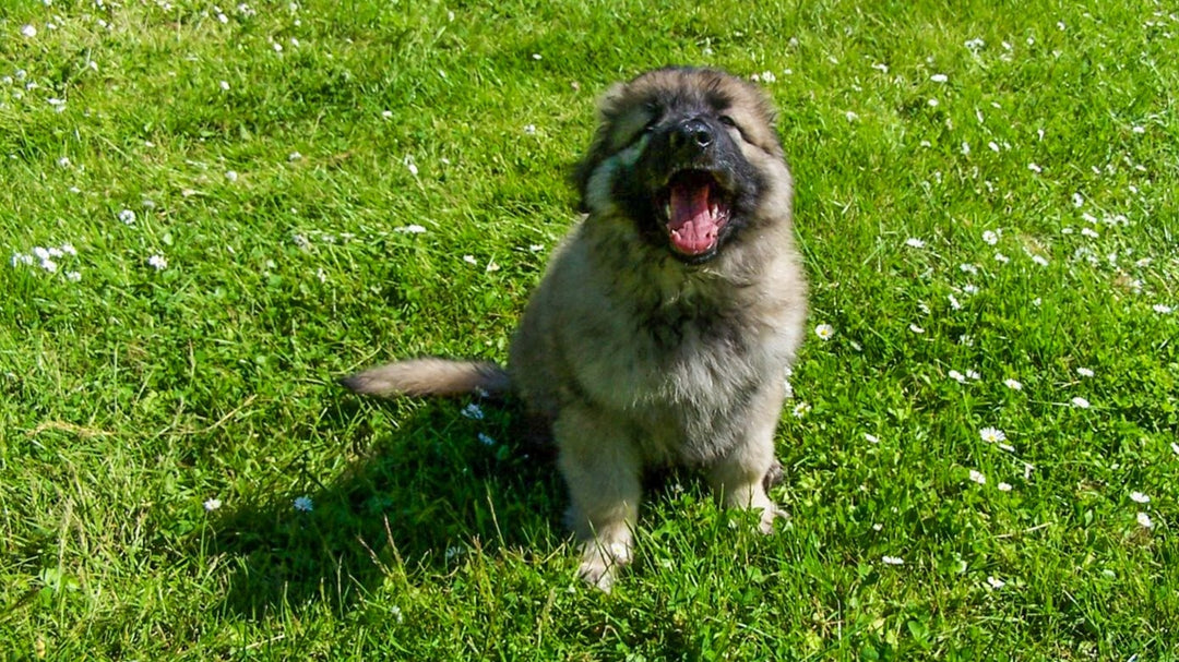 Puppy Training Essentials