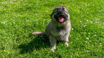 Puppy Training Essentials