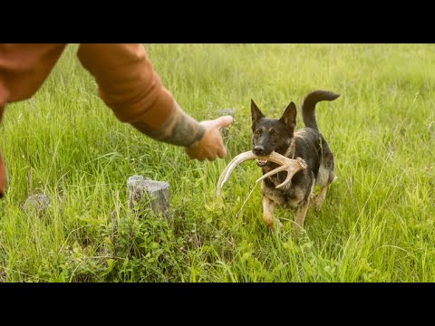 Shed Hunting 101: Train Your Dog to Find Antlers
