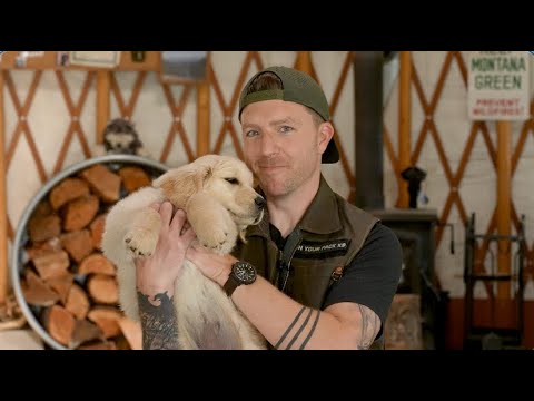 Puppy Training Essentials